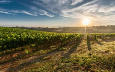 GO UBAVIDA, un camino hacia nuevos vinos desalcoholizados